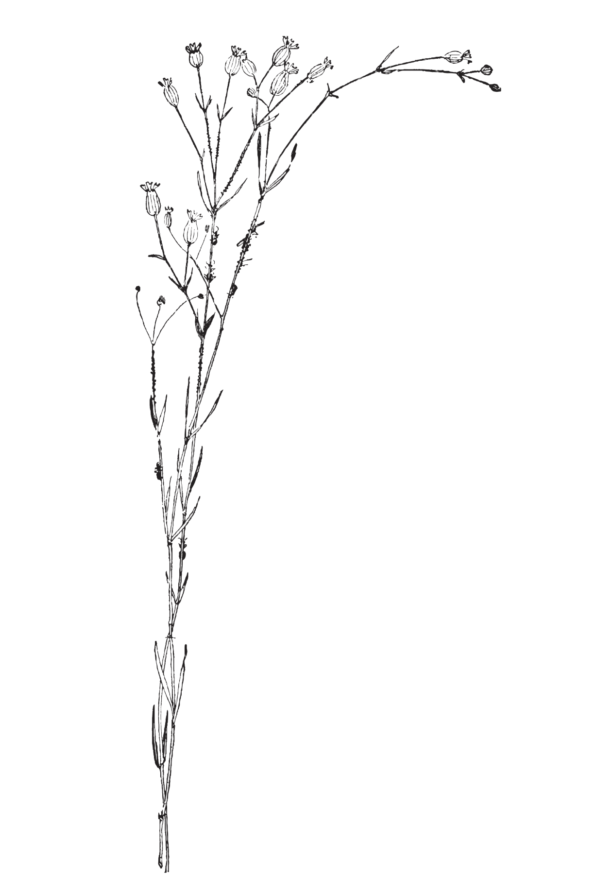 plants2