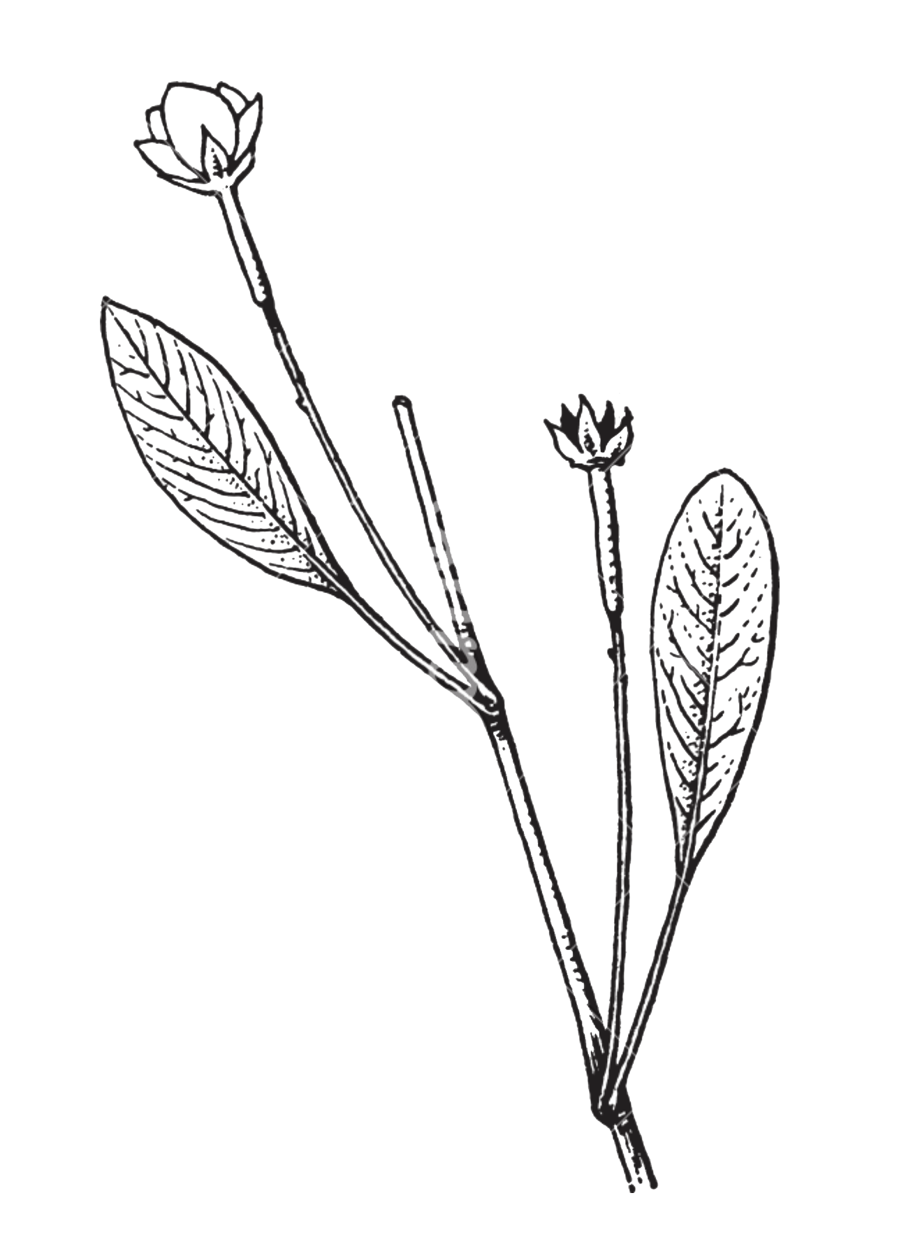 plants_3